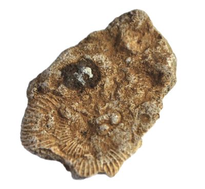 Dactylioceras athleticum, Lower Jurassic, GER